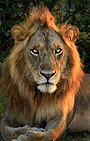 LION_POSTCARD - Front